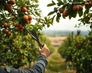 Wann sollte man Obstbäume beschneiden?