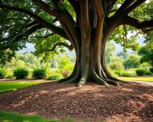 Was bringt ein Mulchbett unter dem Baum?
