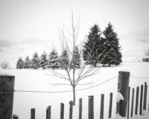 Wie schützt man junge Bäume vor Frost?