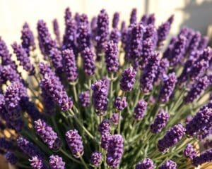 Wie wird ein Lavendel richtig geschnitten?