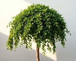 Welche Vorteile bieten Kirschlorbeer-Spaliere im Garten?