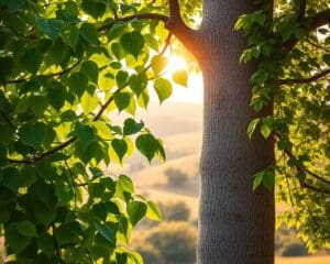 Was unterscheidet Linde und Ulme?